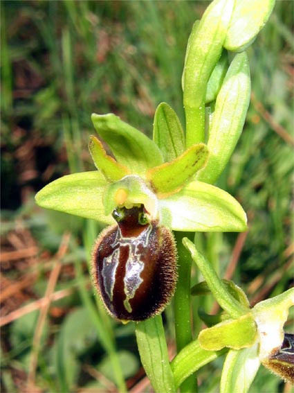 Or. papilionacea, Op. tenthredinifera, Op. sphegodes .......